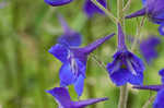 Alabama larkspur